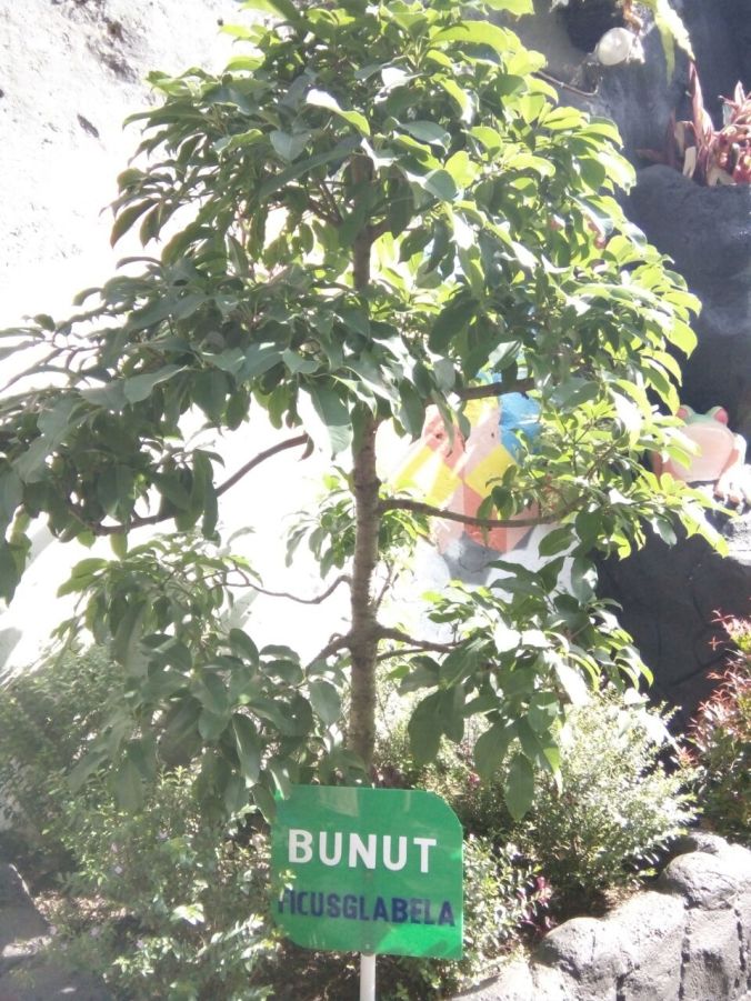 Pohon Bunut