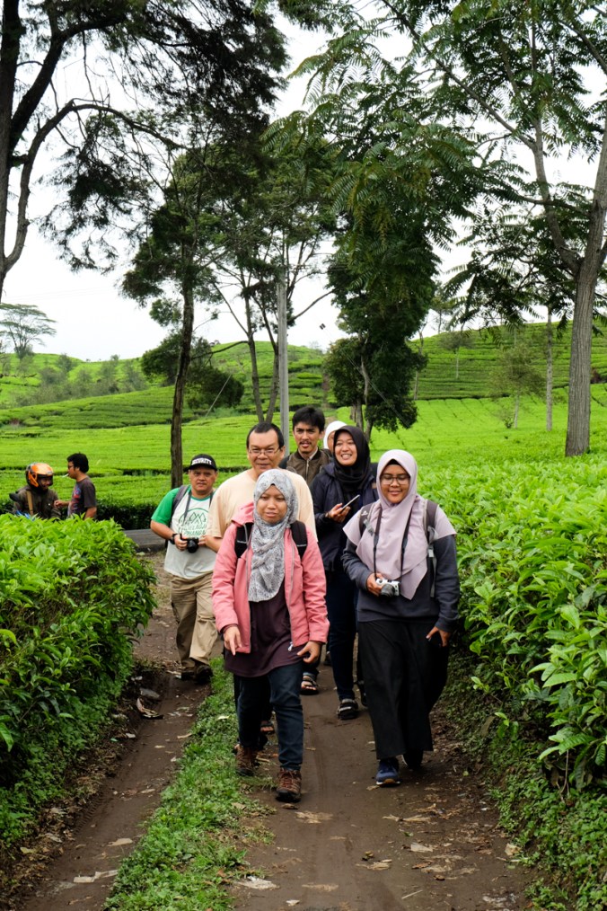 Kebun Teh