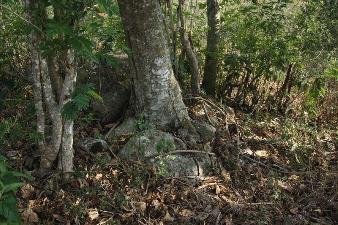 Gunung Mandalawangi 6