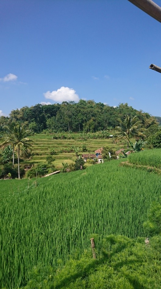 Sawah Gekbrong-1